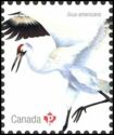 Whooping Crane (Grus americana)