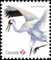 Whooping Crane (Grus americana)