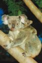 Koala with young