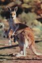 Kangaroo with joey