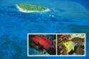 Great Barrier Reef scenes