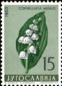 Lily of the Valley (Convallaria majalis)
