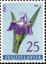 German Iris (Iris germanica)