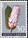 Bistort (Polygonum bistorta)