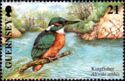 Common Kingfisher (Alcedo atthis)