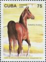 Chestnut Arabian Horse (Equus ferus caballus)