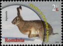 European Hare (Lepus europaeus)