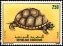 Tunisian Tortoise (Testudo graeca nabeulensis)