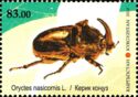 Rhinoceros Beetle (Oryctes nasicornis L.)