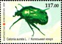 Rose Chafer (Cetonia aurata L.)