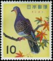 Oriental Turtle Dove (Streptopelia orientalis)