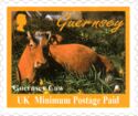 Guernsey Cow (Bos primigenius taurus)