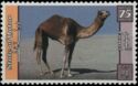 Dromedary (Camelus dromedarius)