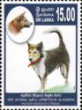 Dogs (Canis lupus familiaris)