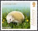 Blonde Hedgehog (Erinaceus europaeus)