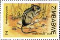 Striped Mouse (Rhabdomys pumilio)