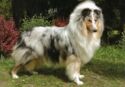 Kolie dlouhosrstá blue merle