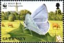 Holly Blue (Celastrina argiolus) 