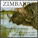 African Buffalo (Syncerus caffer)