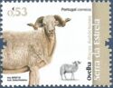 Serra da Estrela Sheep