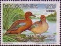 Cinnamon Teal (Anas cyanoptera borreroi)