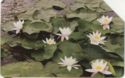 Water Lilies