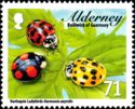 Harlequin Ladybird (Harmonia axyridis)