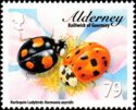 Harlequin Ladybird (Harmonia axyridis)