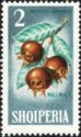 Common Medlar (Mespilus germanica)
