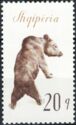 Brown Bear (Ursus arctos)