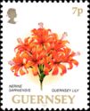 Guernsey Lily (Nerine sarniensis)
