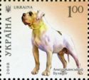 American Bulldog (Canis lupus familiaris)