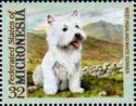 West Highland White terrier