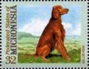 Irish setter