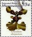 Oncidium obryzatum