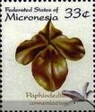 Paphiodedilum armeniacum