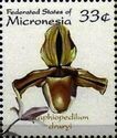Paphiopedilum druryi