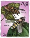 Syrphus spp.