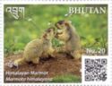 Himalayan Marmot (Marmota himalayana)