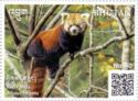 Himalayan Red Panda (Ailurus fulgens)
