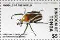 Derby's Flower Beetle (Dicronorhina derbyana)