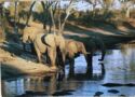 Elephants at the River