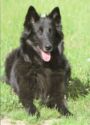 Belgický ovčák - Groenendael
