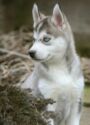 Sibiřský Husky
