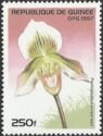 Paphiopedilum ernest read