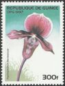 Paphiopedilum Harrisianum