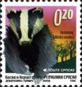 European Badger (Meles meles)