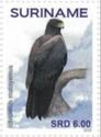 Black Eagle (Ictinaetus malaiensis)