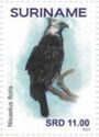 Flores Hawk-Eagle (Nisaetus floris)