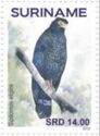 Andaman Serpent-Eagle (Spilornis elgini)